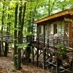 Tree house in the Sacred Woods